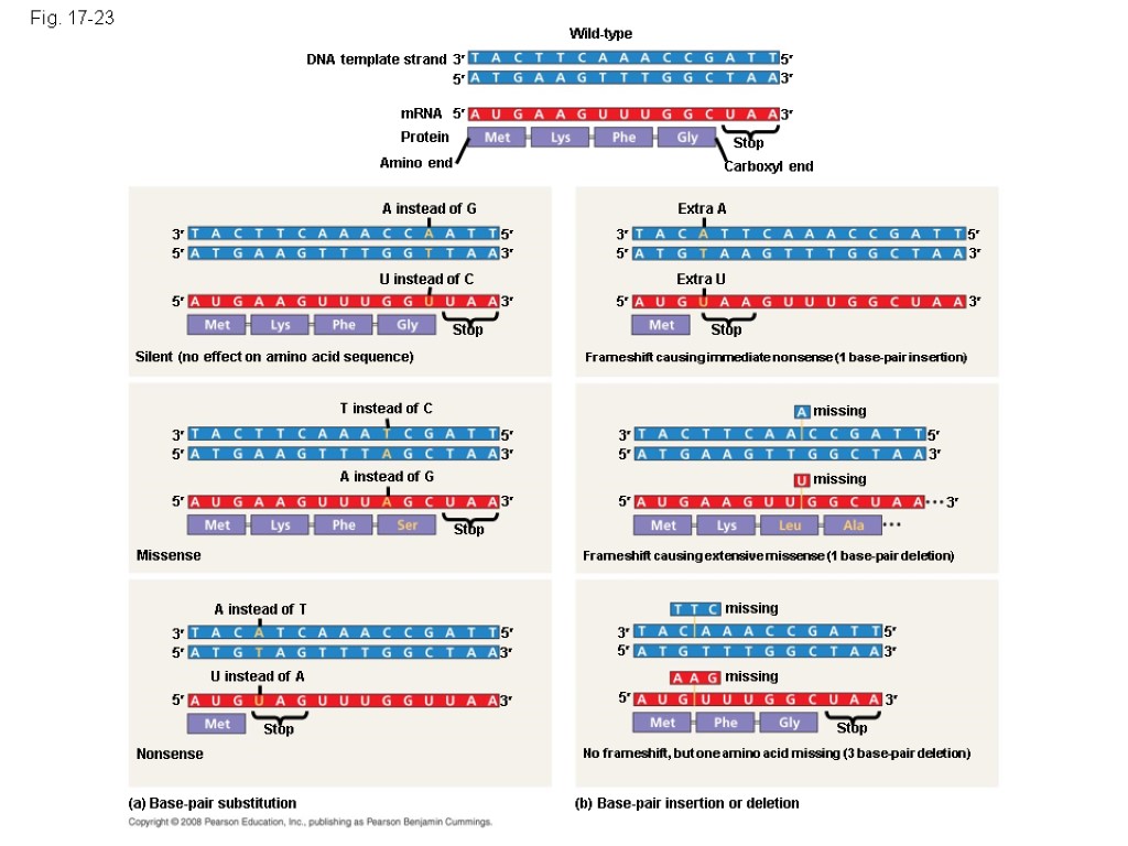 Fig. 17-23 Wild-type 3 DNA template strand 5 5 5 3 3 Stop Carboxyl